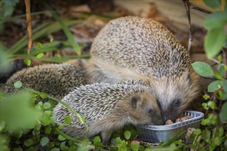 Hedgehog mother with young in the living environment of humans. A near-natural garden is a good