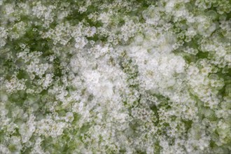 Blackthorn (Prunus spinosa) in bloom, multiple exposures, Swabian Alb, Baden-Württemberg, Germany,