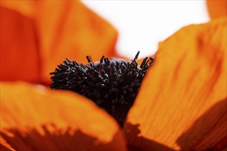 Turkish poppy (Papaver orientale), flower with stamens, Baden-Württemberg, Germany, Europe