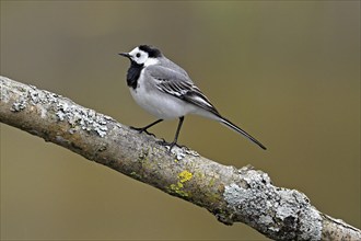 White wagtail (Motacilla alba), sitting on a branch, Switzerland, Europe