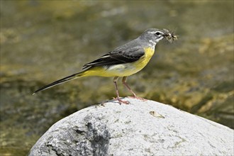 Grey wagtail (Motacilla cinerea), with insects in its beak, Switzerland, Europe