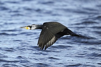 Great cormorant (Phalacrocorax carbo), in flight, Switzerland, Europe