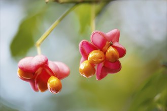 European spindle (Euonymus europaeus), seed stand, Hesse, Germany, Europe