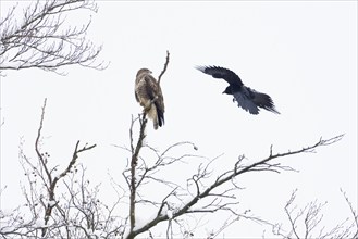 Carrion crow (Corvus corone corone) attacking steppe buzzard (Buteo buteo), Hesse, Germany, Europe