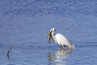 Great egret (Ardea alba) standing in the water, devouring a pike, Chiemsee, Upper Bavaria, Bavaria,