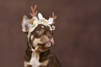 Mocca Tan colored French Bulldog puppy with reindeer antlers on brown background