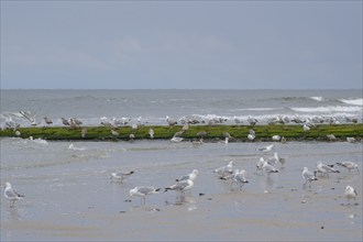 Herring Gulls (Larus michaellis) on the coast, Norderney, North Sea, East Frisia, Lower Saxony,