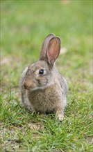 European rabbit (Oryctolagus cuniculus) crouching in the grass and looking to the left, rodent,