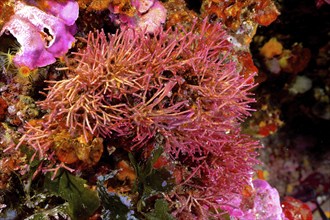 Fine coral moss (Jania rubens), red algae, algae, in the Mediterranean near Hyères. Dive site Giens