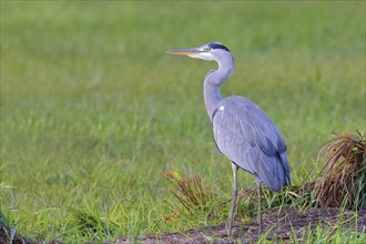 Grey heron (Ardea cinerea) wildlife, standing in a meadow, Ochsen Moor, Dümmer nature park Park,