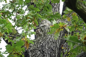 Two tawny owls on an oak tree, autumn, Germany, Europe