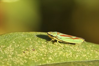 Rhododendron (Rhododendron) leafhopper (Graphocephala fennahi) sitting on leaf of a rhododendron,