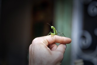 Praying mantis (Mantis religiosa) sits on finger, hand, trusting, Spain, Europe