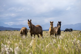 Three galloping horses in a meadow under a cloudy sky, Yssykköl, Kyrgyzstan, Asia