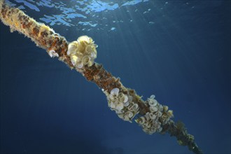 Ear funnel alga (Padina Gymnospora), alga, on a ship's rope, backlit, sun rays, dive site House