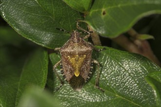 Hairy shieldbug (Dolycoris baccarum) on leaf of dwarf moth (Cotoneaster), Baden-Württemberg,