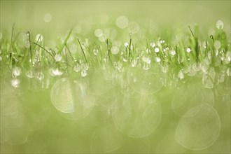 Meadow on a summer morning with glittering dewdrops, Saxony, Germany, Europe