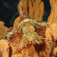 Tropical fringed dragonhead (Scorpaenopsis oxycephalus) lies camouflaged on coral in coral reef