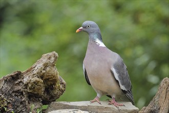 Common wood pigeon (Columba palumbus), sitting at a weir for wild boar, Wilden, North