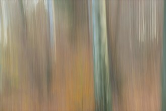 Mixed deciduous forest with silver birch (Betula pendula) or silver birch, silver birch or silver