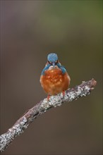 Common kingfisher (Alcedo atthis) adult male bird on a tree branch, Norfolk, England, United