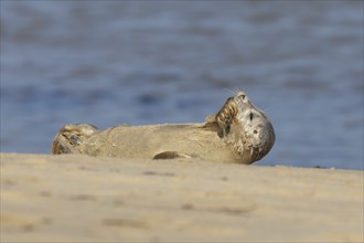 Common or Harbor seal (Phoca vitulina) juvenile baby pup resting on a coastal sandy beach, Norfolk,