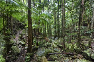 Australian jungle, rainforest, jungle, flora, vegetation, nature, tropics, tropical, Nightcap