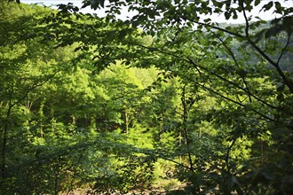 Forest in Sauerland, Germany, Europe