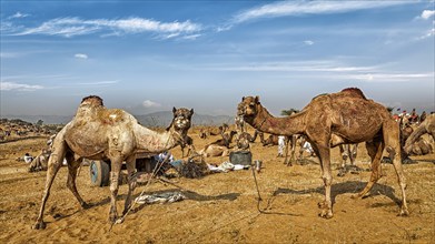 Panoramic image of camels at Pushkar Mela (Pushkar Camel Fair) . Pushkar, Rajasthan, India, Asia