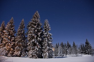 Forest under a full moon in winter