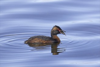 Horned grebe, Slavonian grebe (Podiceps auritus) in breeding plumage swimming swallowing caught