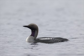 Black-throated loon, Arctic loon, black-throated diver (Gavia arctica) in breeding plumage swimming