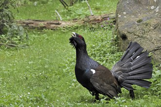 Western Capercaillie (Tetrao urogallus), Wood Grouse, Heather Cock male displaying and calling in