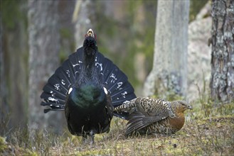 Western capercaillie (Tetrao urogallus) female and male displaying at lek in coniferous forest in