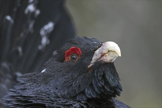 Western capercaillie (Tetrao urogallus) close up portrait of male, cock showing red skin, wattle