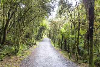 Lake Matheson Trail, New Zealand, Oceania