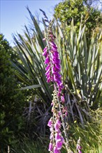 Lupins (Lupinus), Ship Creek, New Zealand, Oceania