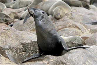 Brown fur seal (Arctocephalus pusillus pusillus) on rock in Cape fur seal colony, Cape Cross,