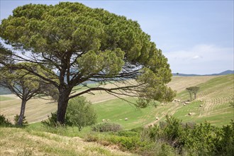 Stone pines (Pinus pinea), hilly landscape, Tuscany, Italy, Europe