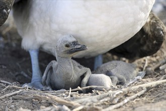 Blue-footed booby (Sula nebouxii excisa) sitting on two chicks, Espanola island, Galápagos Islands,