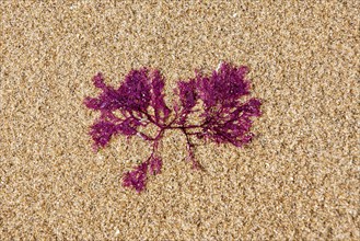 Membranoptera alata, small red marine alga washed on beach