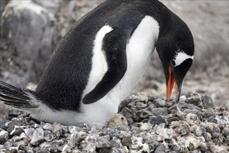 Gentoo Penguin (Pygoscelis papua) with chick hatching from egg in nest at rookery, Wiencke Island,