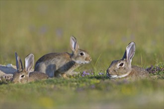 European rabbits (Oryctolagus cuniculus), common rabbit adult with juveniles sitting in burrow,