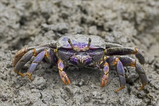 West African fiddler crab (Uca tangeri) (Gelasimus cimatodus) (Gelasimus tangeri) female on muddy