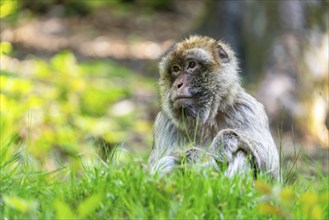 Barbary macaque (Macaca sylvanus), Occurrence in Morocco, captive, Rhineland-Palatinate, Germany,