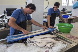 Black scabbardfish (Aphanopus carbo) being filleted, fish hall, fish market, market hall Mercado