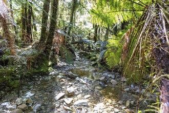 Lake Matheson Trail, New Zealand, Oceania