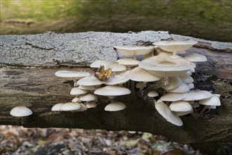 Porcelain fungi (Oudemansiella mucida), Emsland, Lower Saxony, Germany, Europe