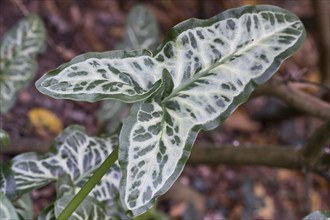 Italian arum (Arum italicum Pictum), Emsland, Lower Saxony, Germany, Europe