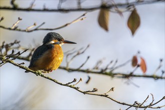 Common kingfisher (Alcedo atthis), Emsland, Lower Saxony, Germany, Europe